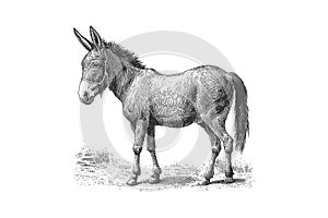 Donkey animal sketch hand drawn sketch engraving. Vector illustration desing