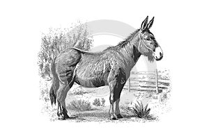 Donkey animal sketch hand drawn sketch engraving. Vector illustration desing