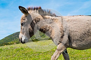 Donkey in Asinara island in Sardinia, Italy