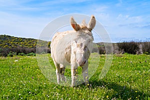 Donkey in Asinara island in Sardinia, Italy photo