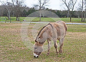 A donkey, or ass,  Equis Africanus Asinus 