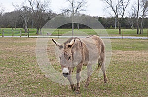 A donkey, or ass,  Equis Africanus Asinus nibbles on grass in a field photo