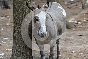 The donkey or ass Equus africanus asinus