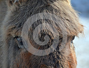 The donkey or ass Equus africanus asinus