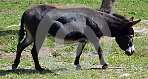 The donkey or ass Equus africanus asinus