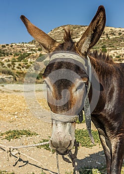 The donkey or ass Equus africanus asinus is a domesticated member of the horse family, Equidae. The wild ancestor of the donkey photo