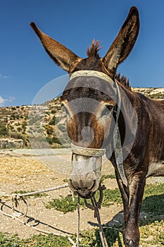 The donkey or ass Equus africanus asinus is a domesticated member of the horse family, Equidae. The wild ancestor of the donkey photo