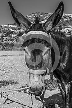 The donkey or ass Equus africanus asinus is a domesticated member of the horse family, Equidae. The wild ancestor of the donkey photo