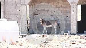 Donkey or Ass Equus africanus asinus hiding from the hot desert sun in a construction site in the United Arab Emirates.