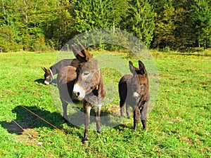 Donkey or ass with her two young foals