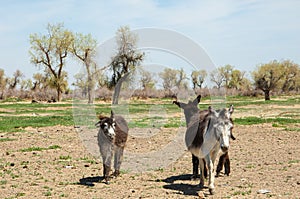 donkey, ass, jackass, goat, moke, neddy, burro, neddy