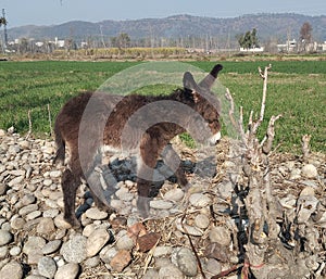 A donkey baby standing alongside fields in village