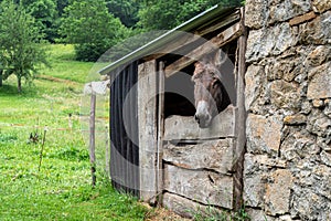 Donkey in a barn on a farm, Ariege, France