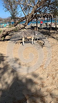 donkey on beach