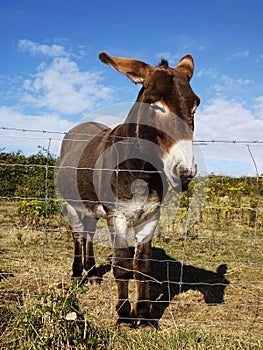 Donkey on the beach photo