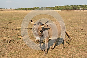 Donkey beautiful animal standing in steppe