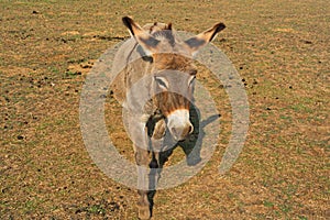 Donkey beautiful animal in steppe close up
