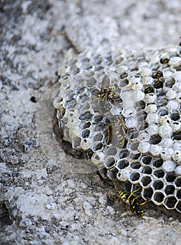 Donkey bee, wild bees, nest of donkey bees, dangerous poisonous bees, wild donkey bees in honeycomb