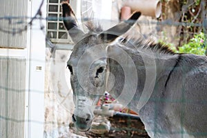 Donkey behind bars at the Trappist monastery of Latrun in Israel