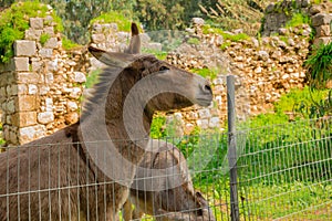 Donkey behind metal fence