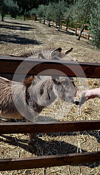 Donkey behind a wooden fence in Sardinia