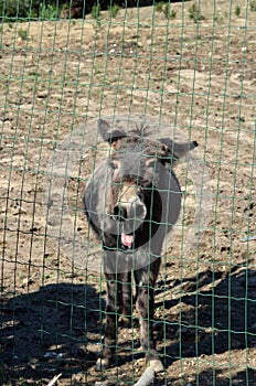 Donkey behind a wooden fence in Sardinia