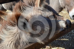 Donkey behind a wooden fence in Sardinia