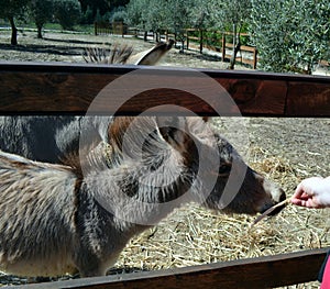 Donkey behind a wooden fence in Sardinia