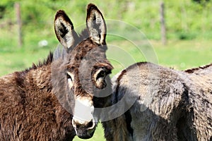 The donkey belongs to the equine family