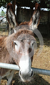 donkey with big eyes and very long ears braying in the farm