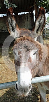 donkey with big sweet eyes and very long ears braying in the pad
