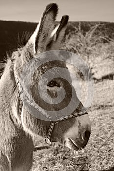 Donkey in black and white