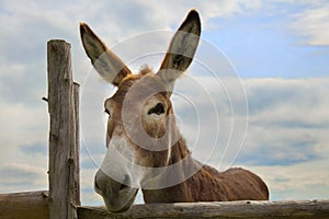 Donkey big ears on blue cloudy sky wooden fence farm animal livestock
