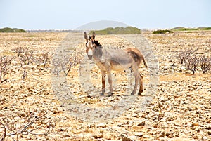 Donkey on Bonaire
