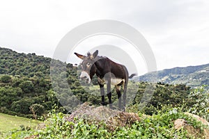 A donkey braying