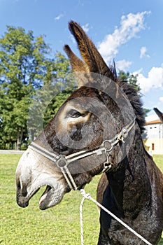 Donkey braying