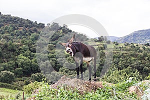 A donkey braying