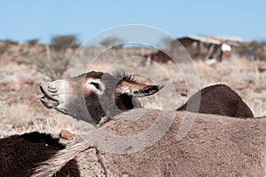 Detail of a braying Donkey photo