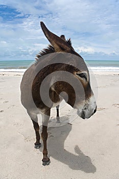 Donkey On A Brazilian Beach