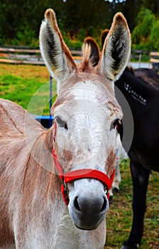 Donkey with bridle