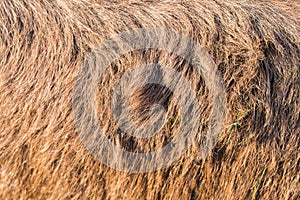 donkey brown fur texture