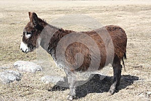 Donkey-Brown