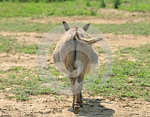 Donkey butt Strait On