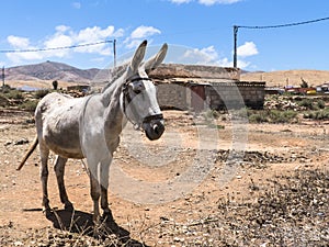 Donkey on the Canary Islands.