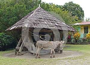 Donkey, Cane Mill, Saint Lucia photo
