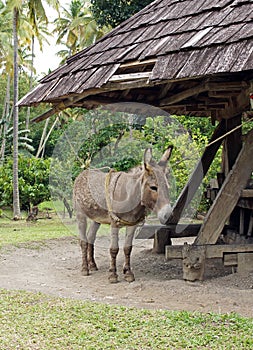 Donkey, Cane Mill, Saint Lucia photo