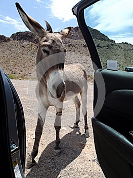 Donkey on the car at the Rout 66 - USA photo