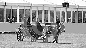 Donkey and carrage