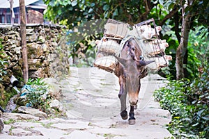 Donkey carry hard of purveyance transport to market