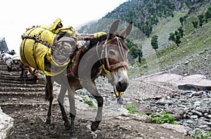 Donkey carrying heavy supplies and luggage